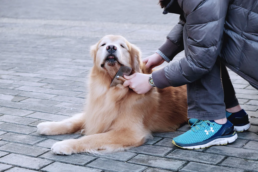 Dog grooming kit