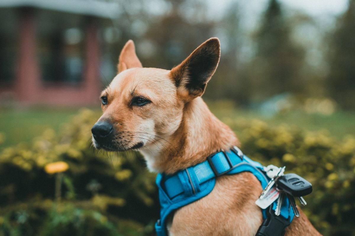 dog harness