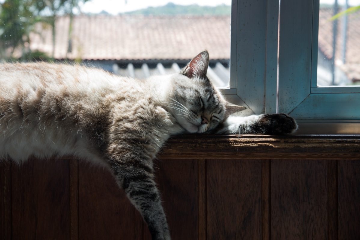 Cat Grooming