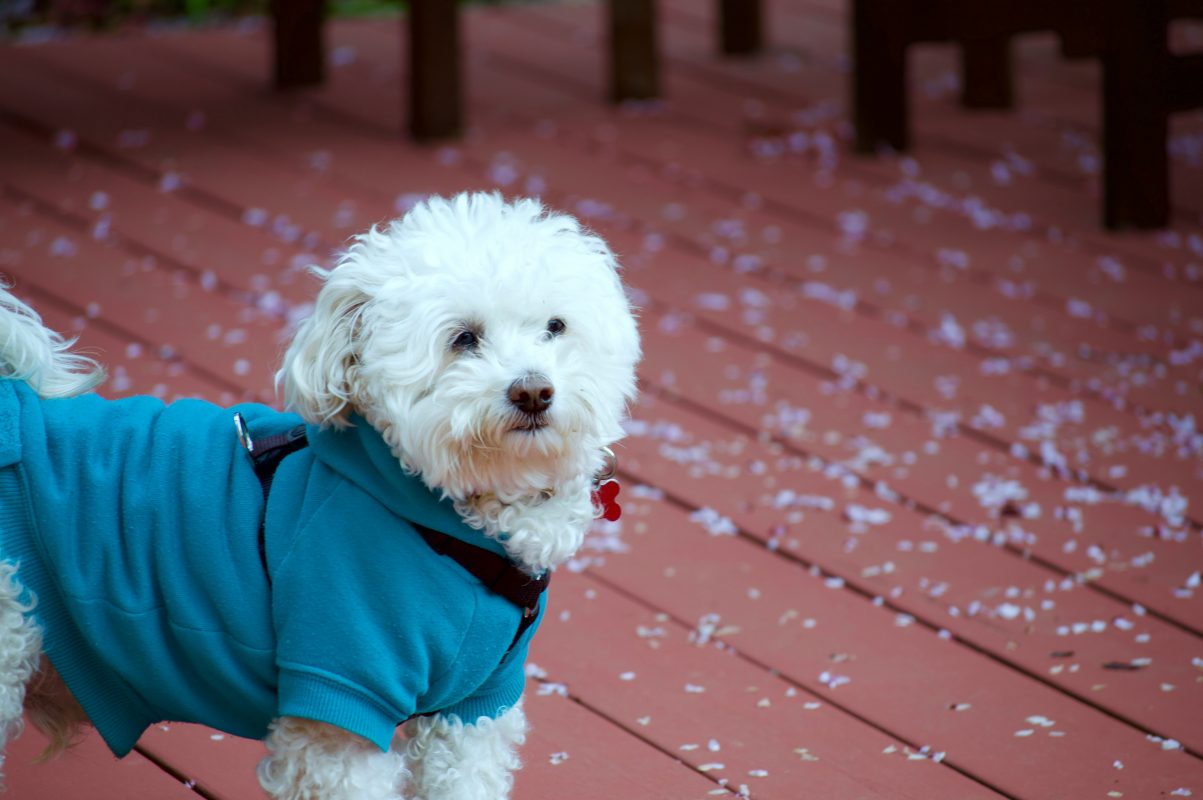 dog jacket