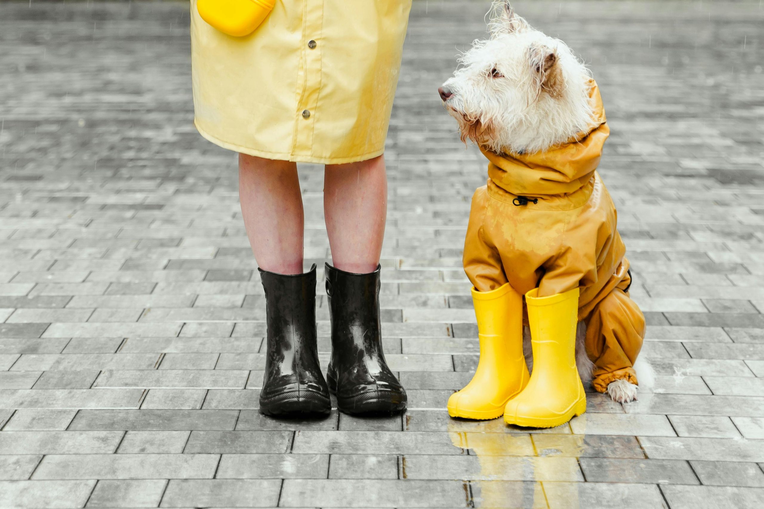 dog jacket