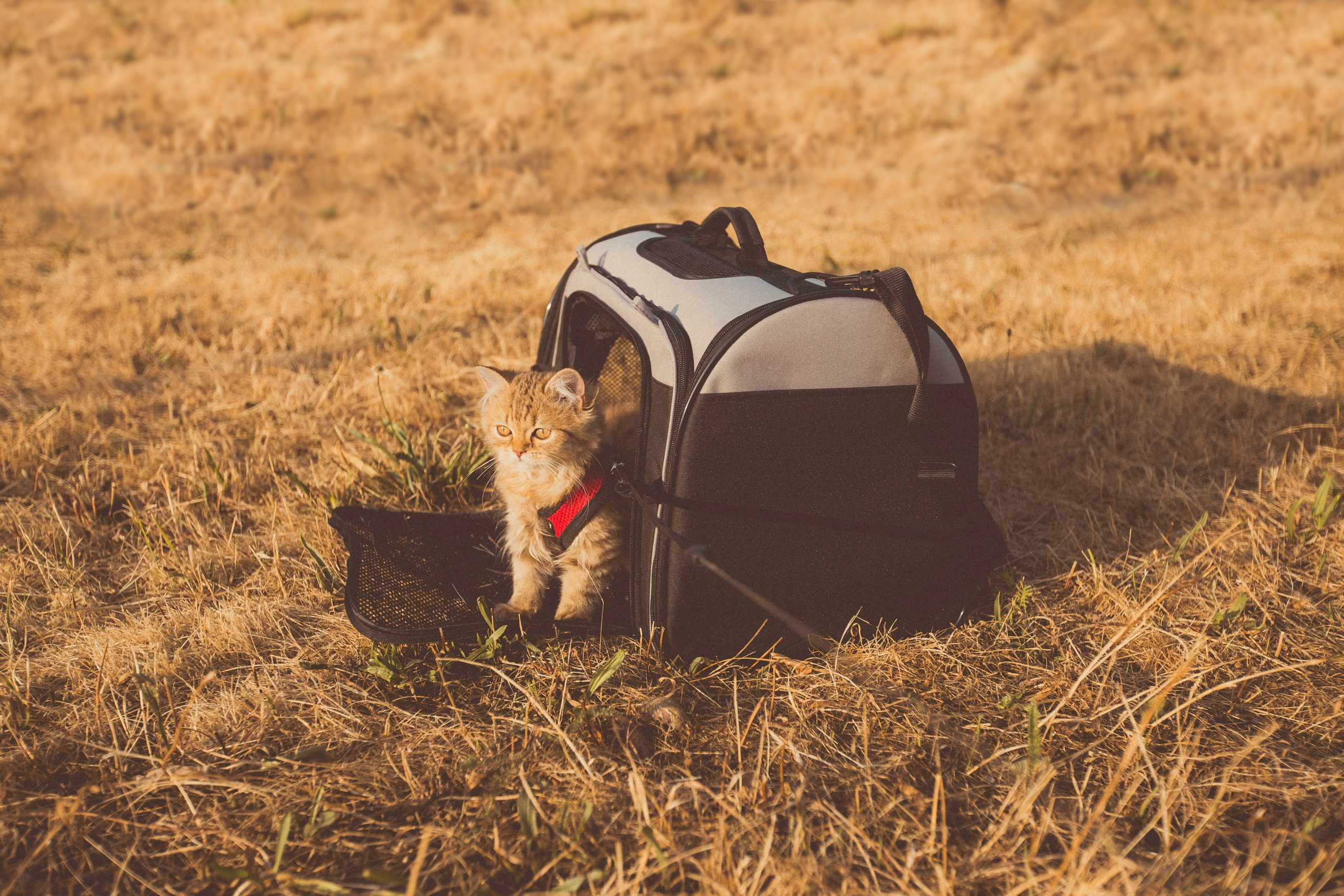 cat carrier