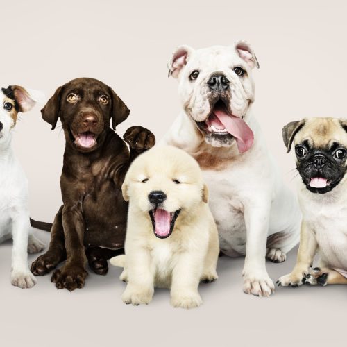 Group portrait of adorable puppies